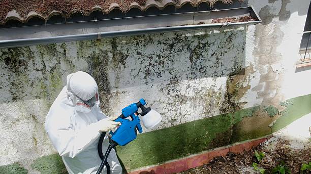 Trusted Black Mold Removal service in Frankfort, MI - Cheap Mold Removal